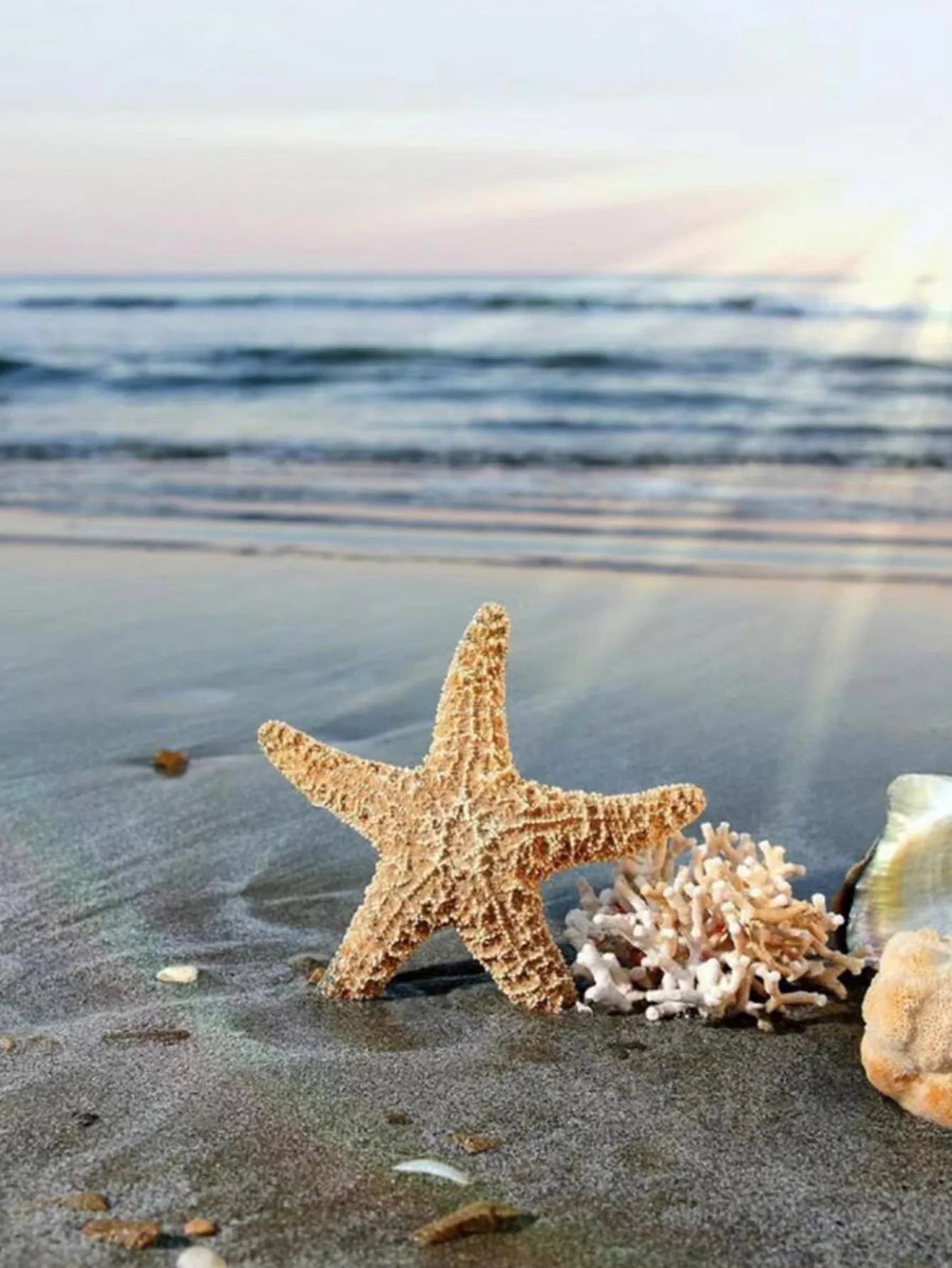 Starfish Stud Earrings - Summer Sea Inspired Classic Jewelry